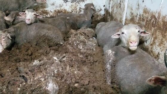 Shipping Chaos Kills 1,800 Cows, Fueling Calls for Animal Ban