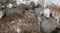 Shipping Chaos Kills 1,800 Cows, Fueling Calls for Animal Ban