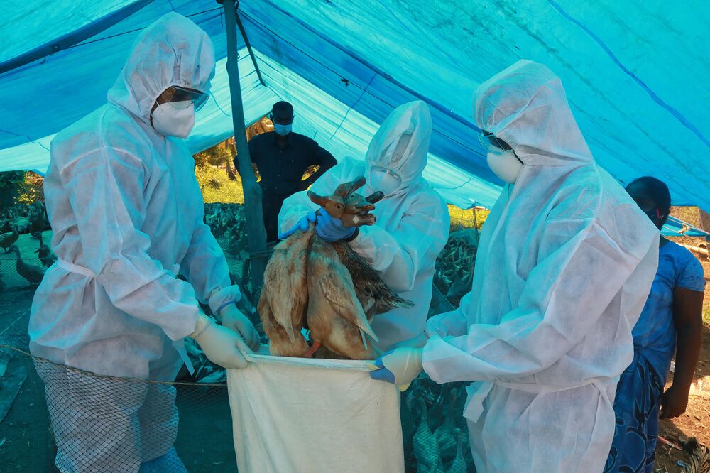 Four States in India Report Confirmed Cases of Bird Flu Disease - Bloomberg