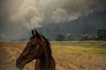 A horse grazes in a pasture as the McKinney Fire burns in Klamath National Forest, California on July 30.