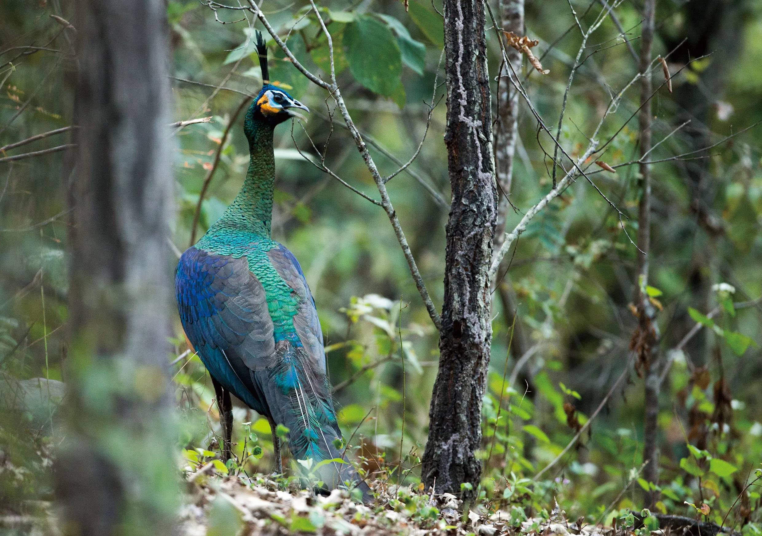 China’s endangered Green Peafowl.