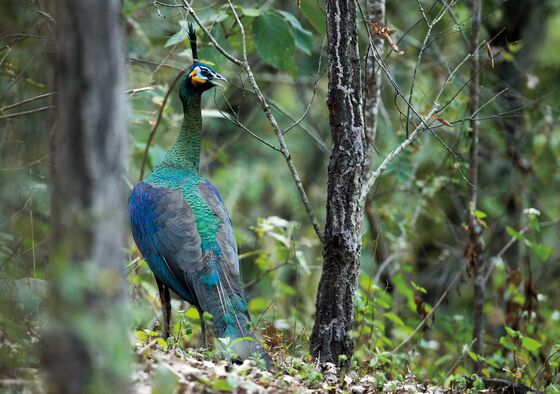 Green Peacocks Hold Up Chinese Dam Construction in Landmark Case