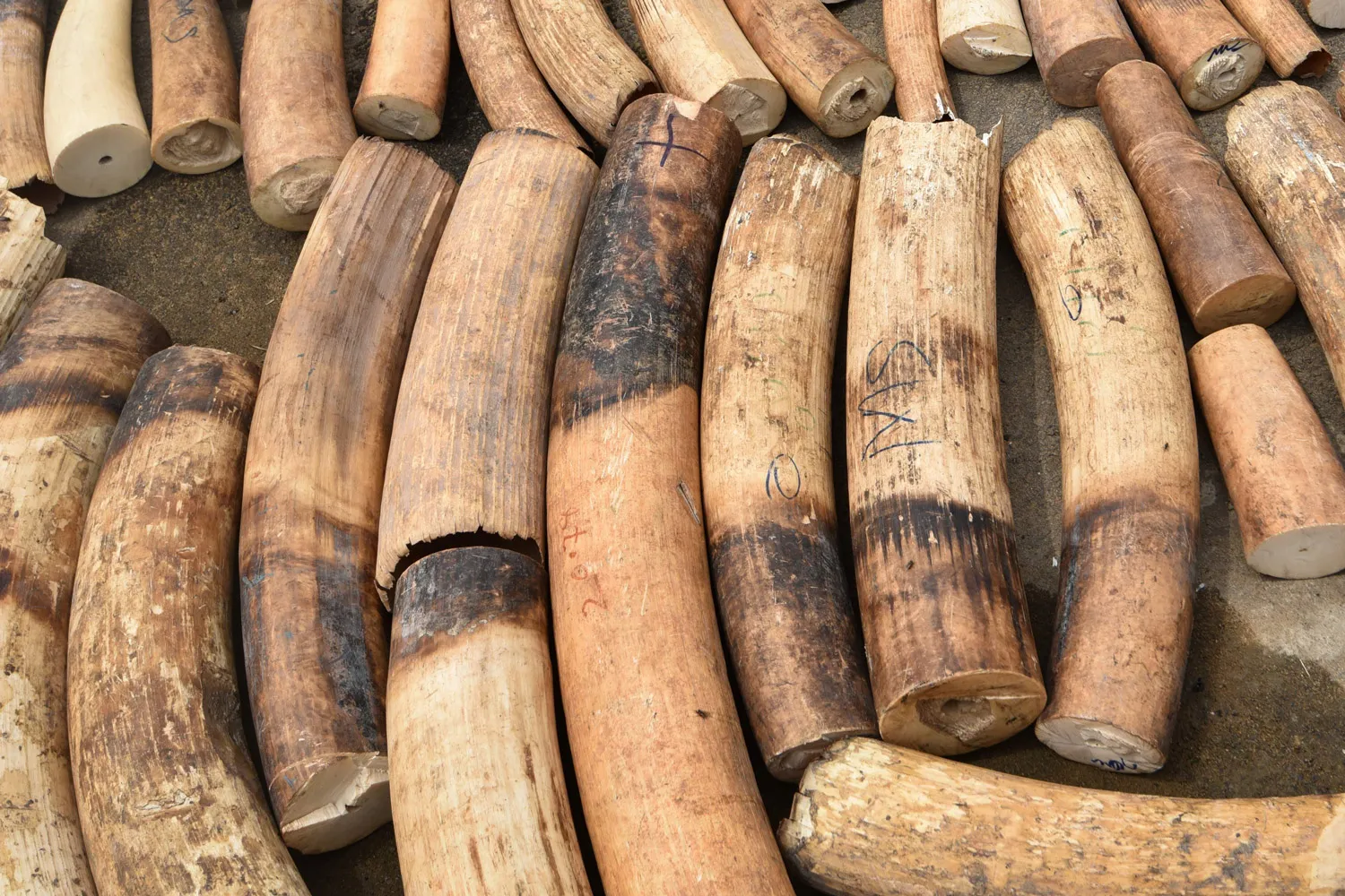 ICOAST-CONSERVATION-TRAFFICKING-ANIMALS-WILDLIFE-IVORY-CRIME-SEI