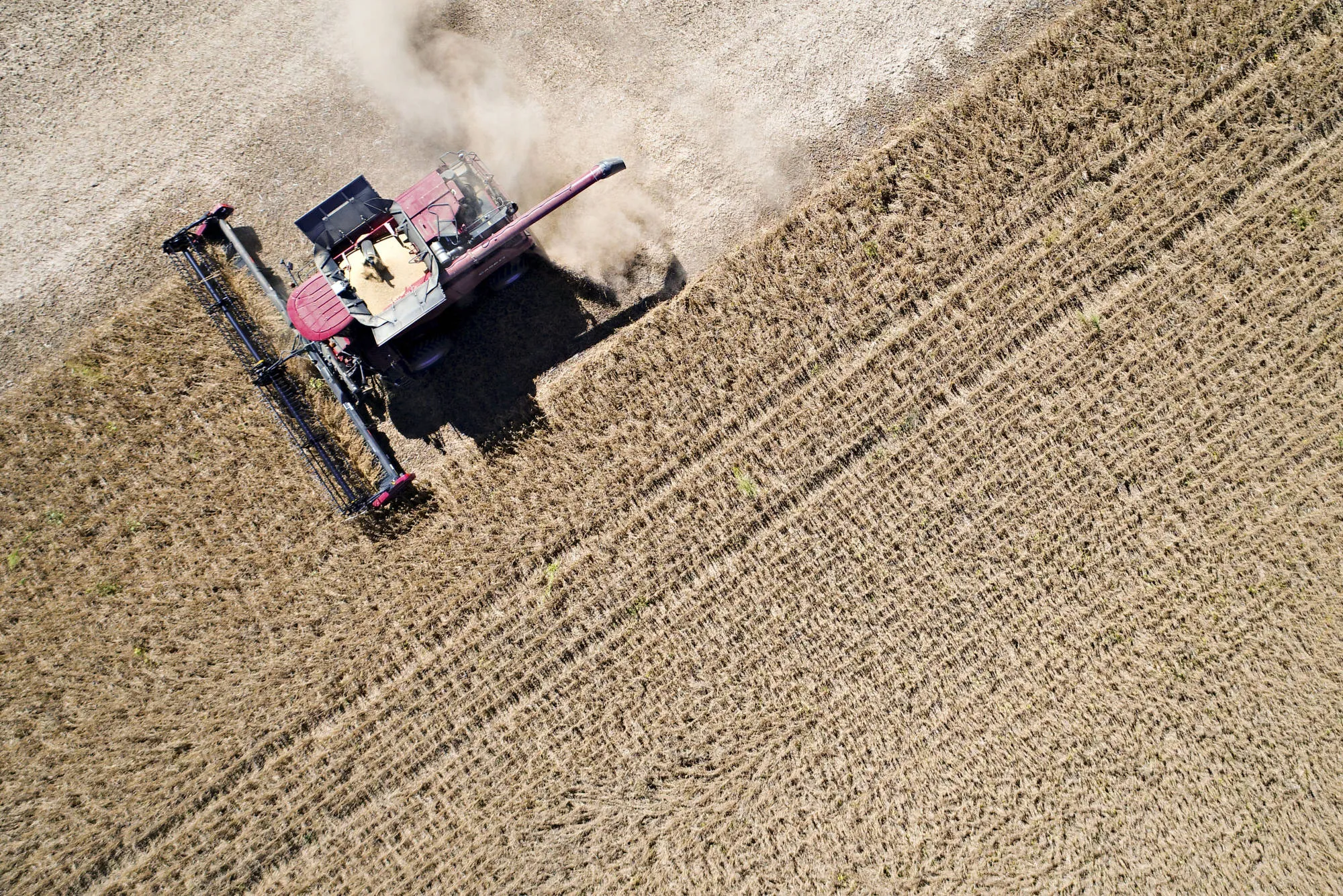 Soybeans are harvested in Princeton, Illinois.