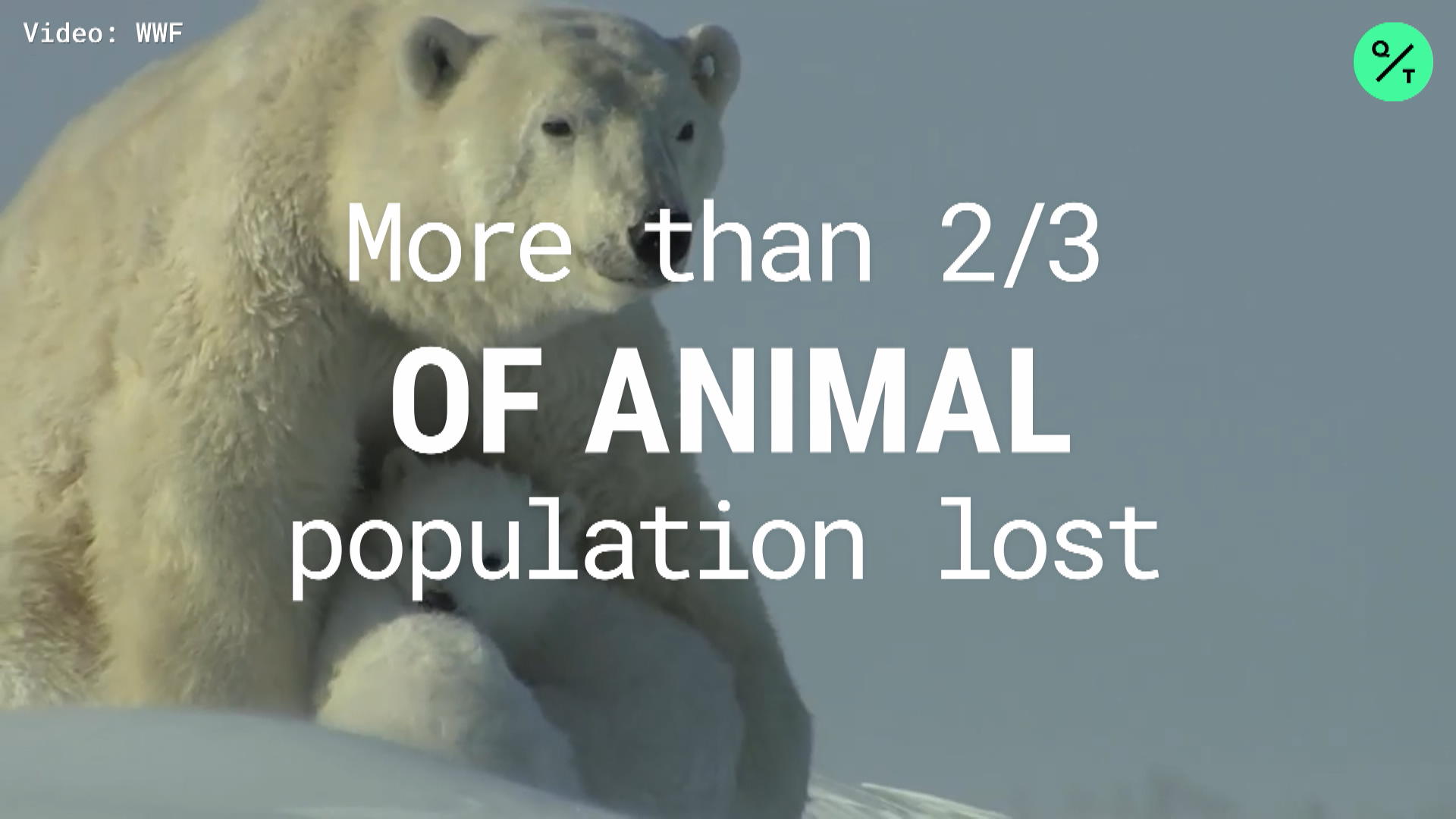 Watch Animal Population Shrunk 68% in 50 Years - Bloomberg