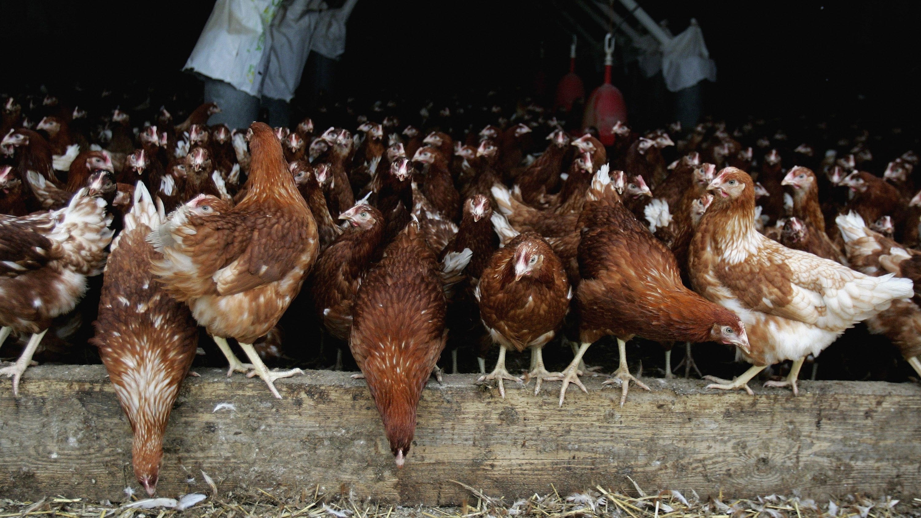 The US keeps millions of chickens in secret farms to make flu