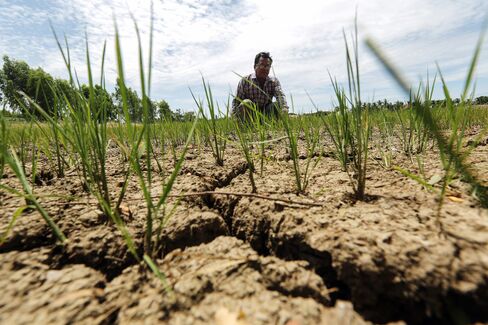 Farmer Pichet Noicharoen squats in his dried rice field in Chainat province, on June 22, 2015. Photographer: Dario Pignatelli/Bloomberg