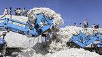 Workers load cotton onto trucks at a market in Rajkot, Gujarat, India, on Wednesday, Dec. 16, 2015. World inventories at the end of this season will be the second-largest ever, just slightly less than last year's record, according to a U.S Department of Agriculture forecast.
