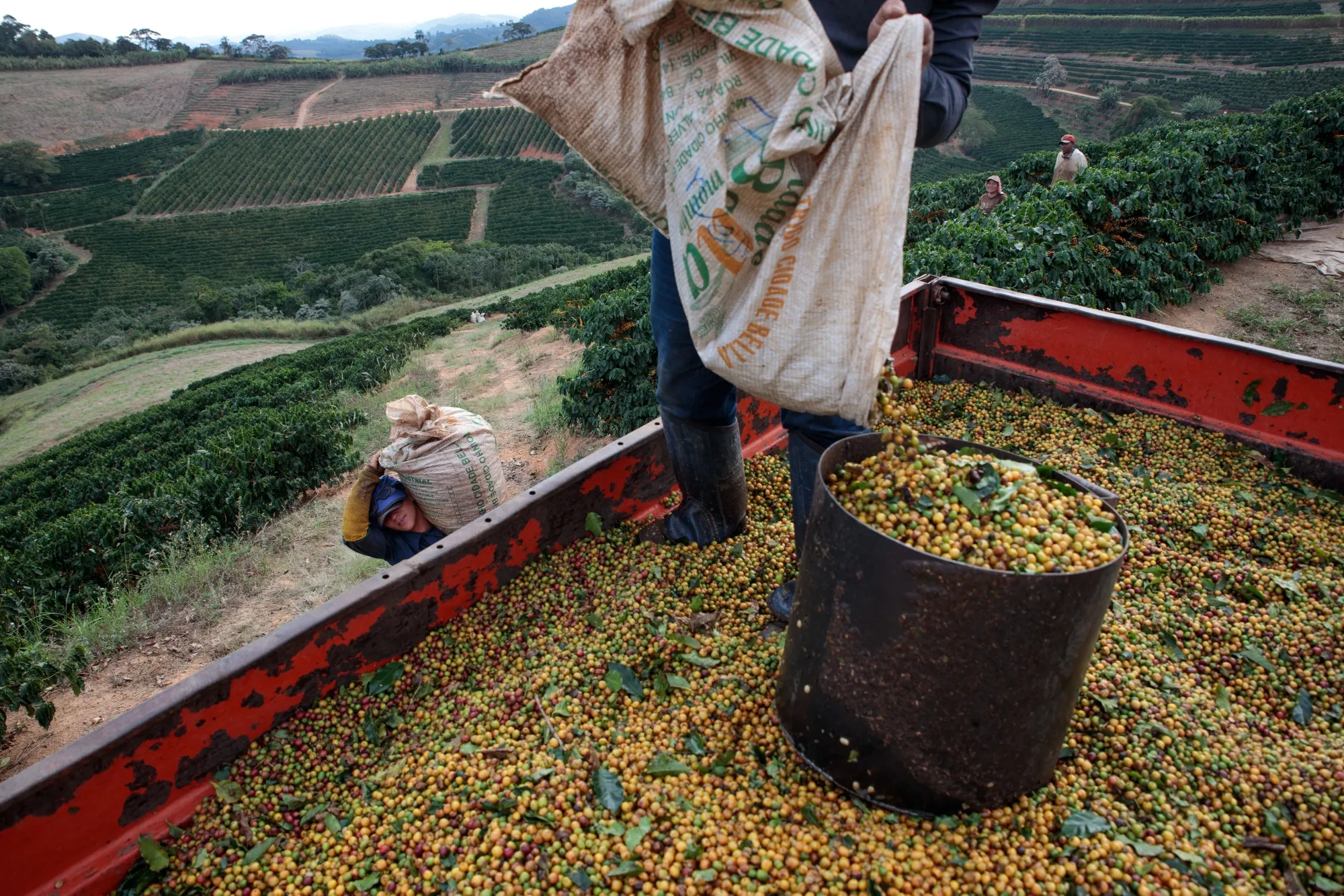 Workers dump harvested coffee cherries into a truck on a farm in Guaxupe, Minas Gerais state, Brazil.