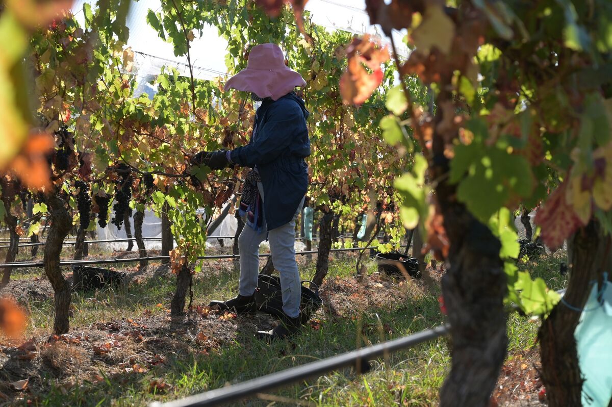 bloomberg.com - Ben Westcott - Australian Wine Industry on Track for Smallest Crush in 25 Years