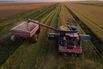A Rice Harvest As USDA Increases Production Outlook