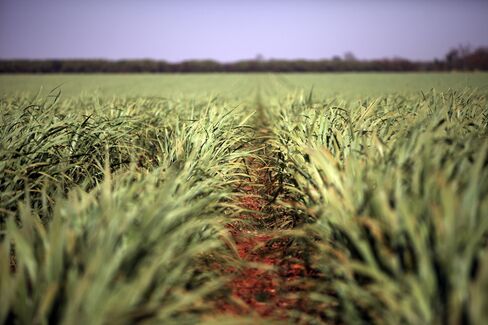 Bunge Best Hope Seen With Brazil Sugar Bid From Cosan