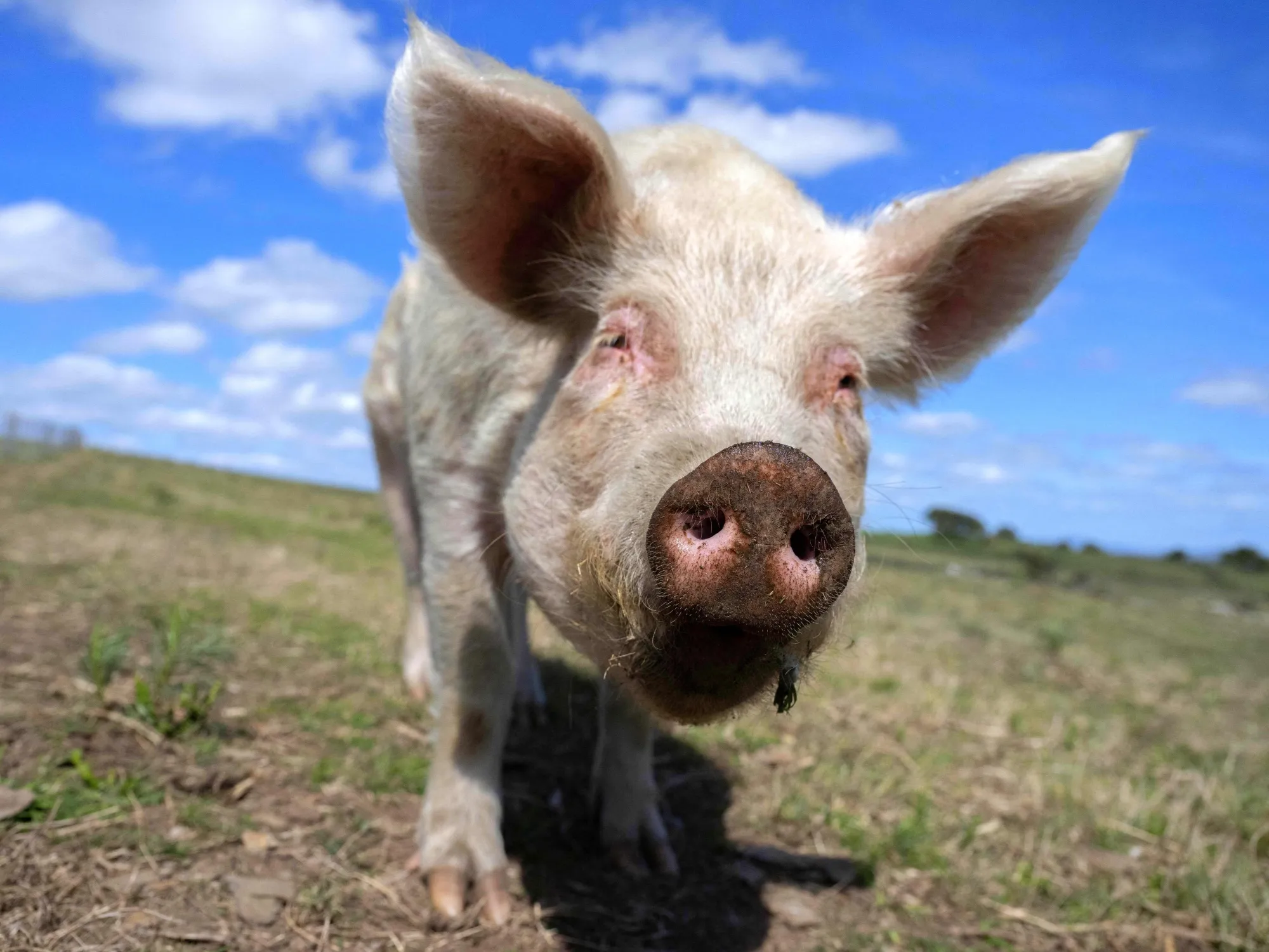 A new way&nbsp;to pork out without killing a pig.