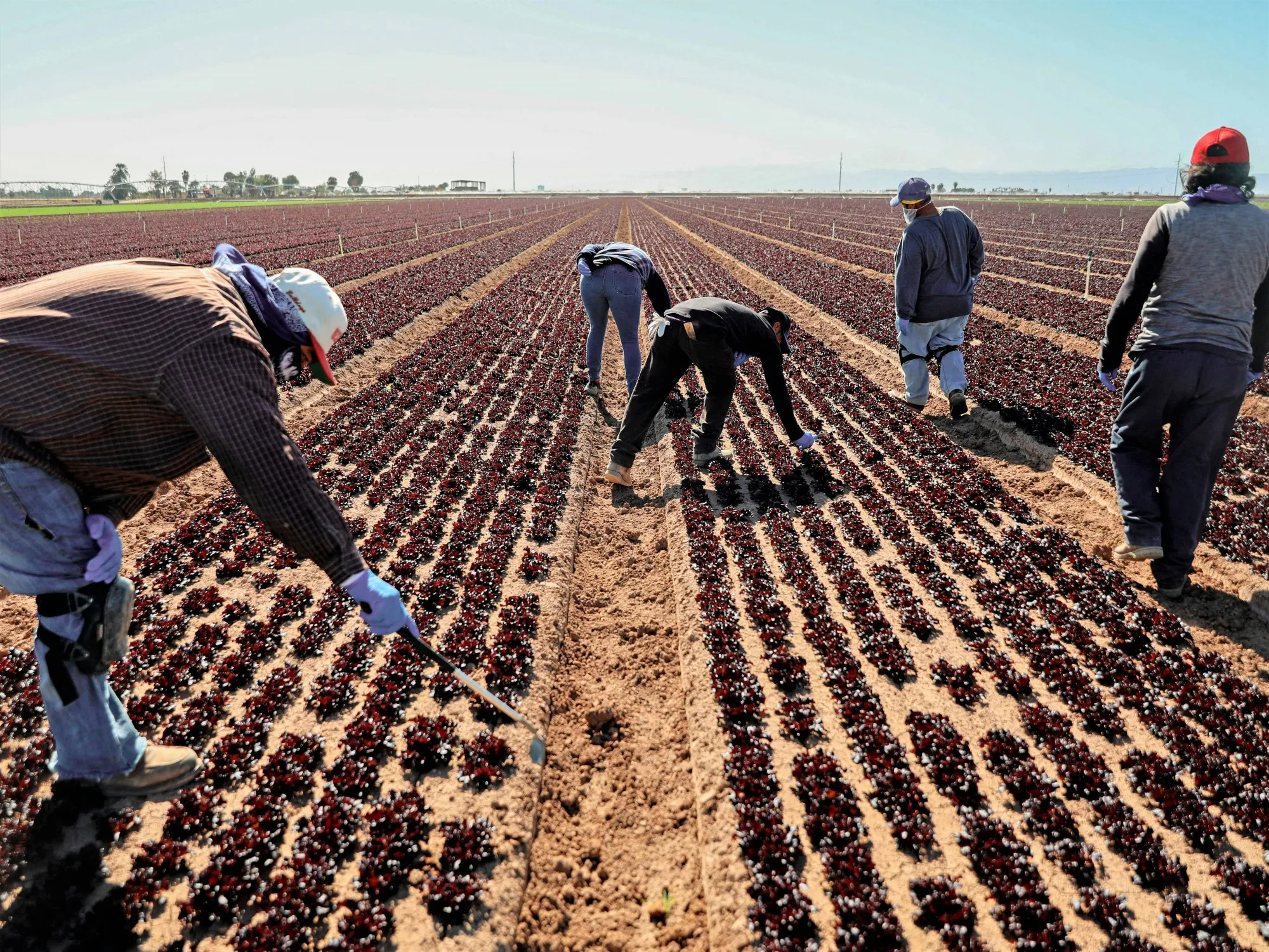 US food security depends on immigrant farmworkers.