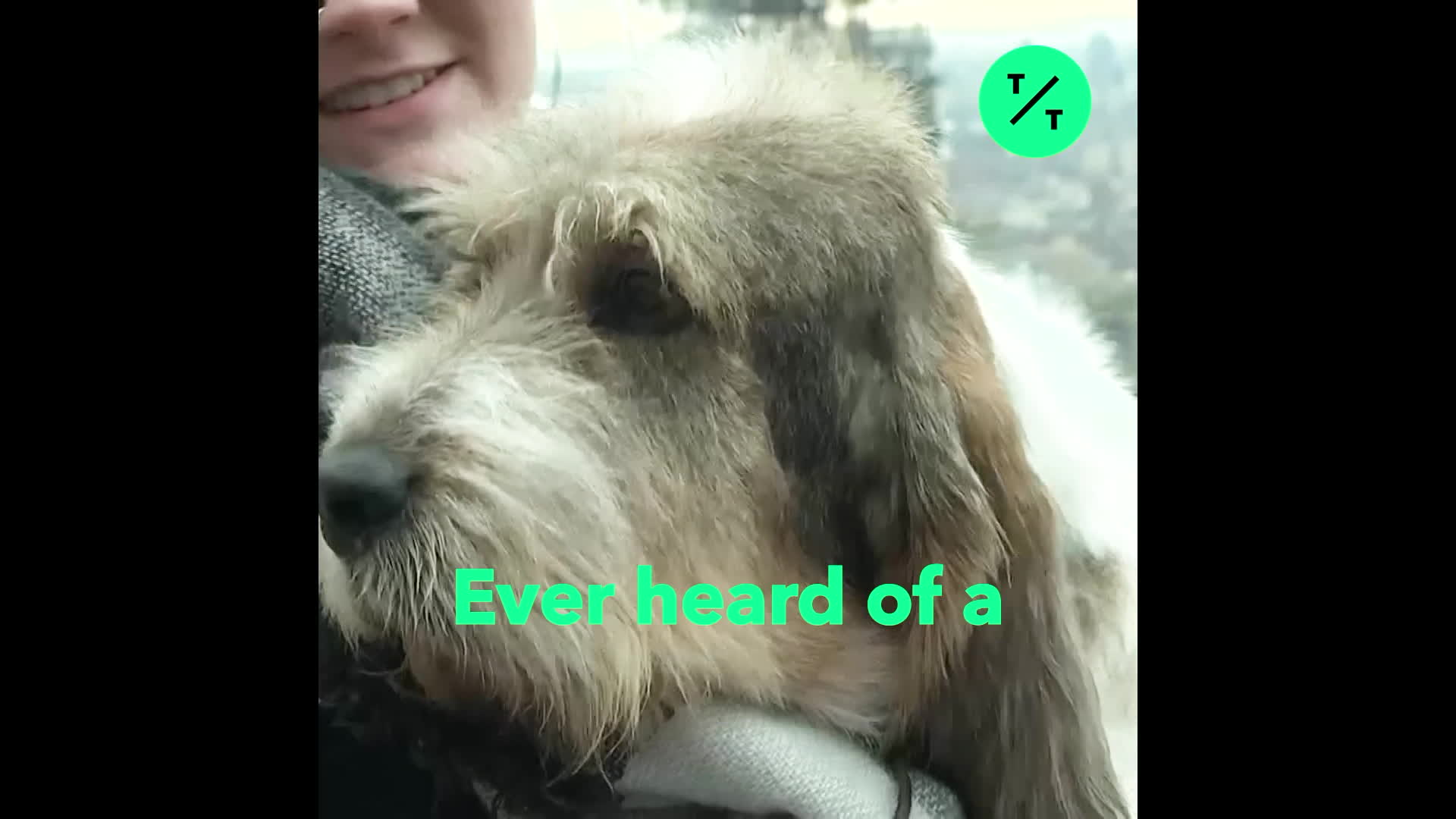 rare breed dog shows