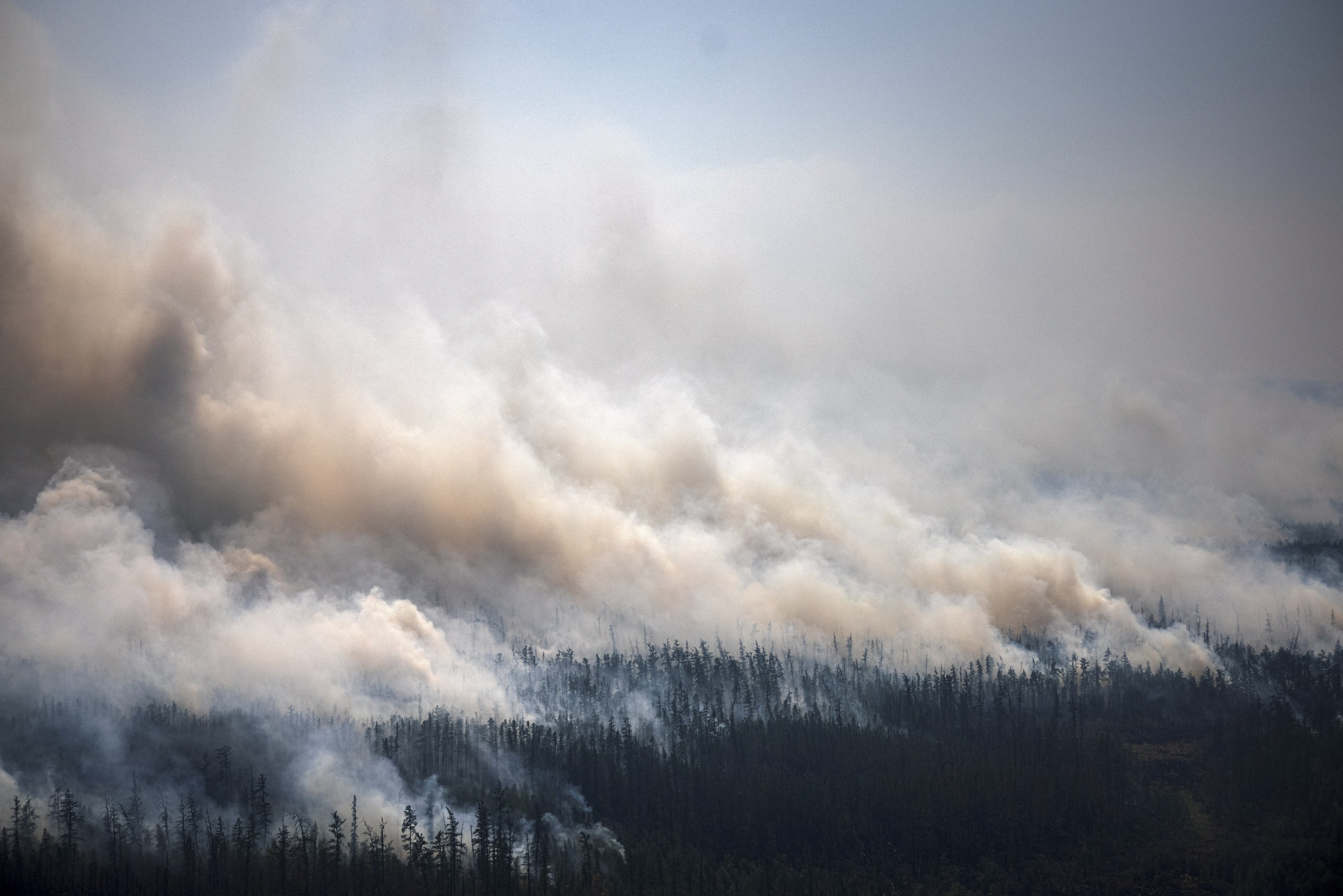 Large clouds of smoke rise from a dense forest.