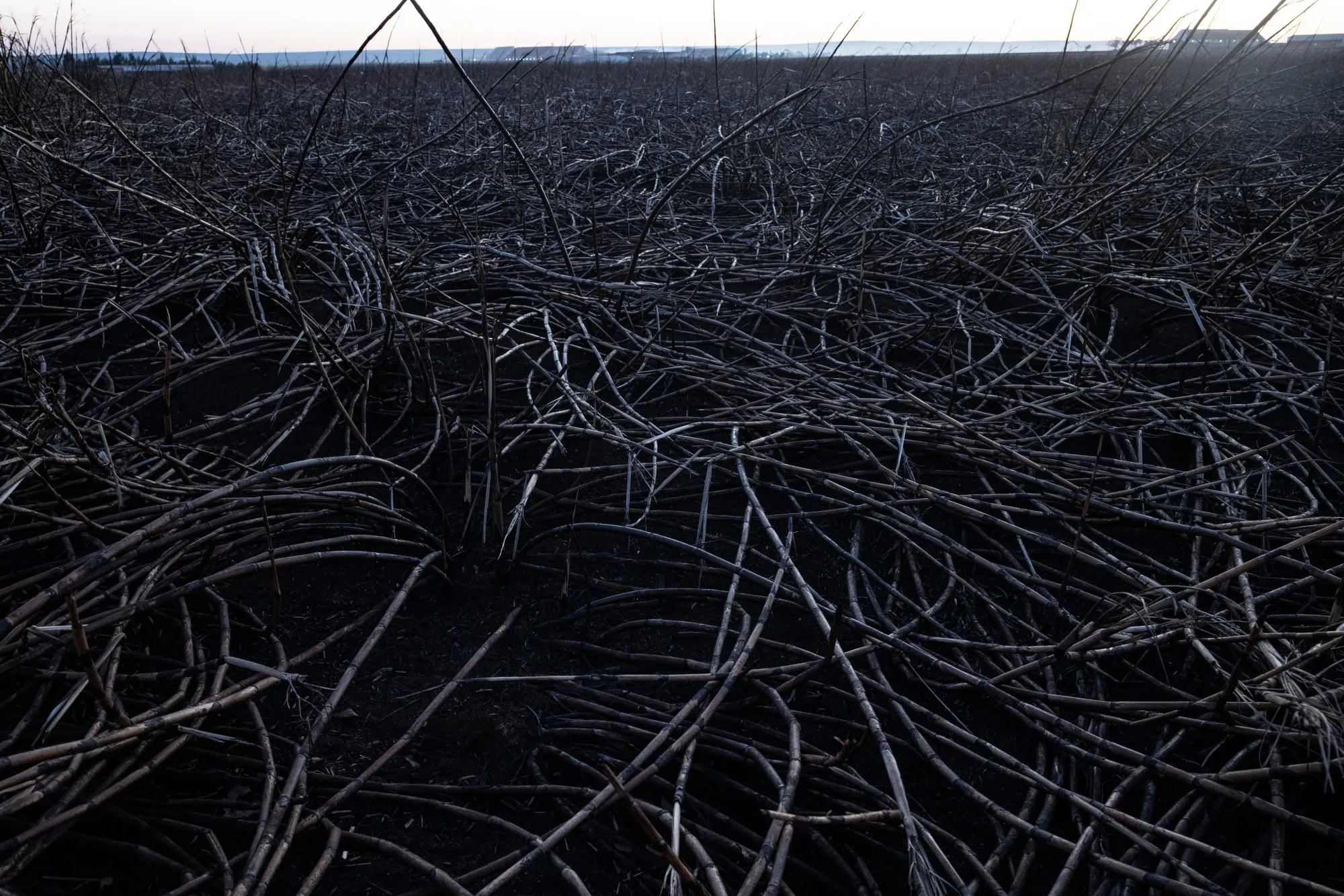 Destroyed crops at a sugarcane farm following wildfires in Brazil on Aug. 27.