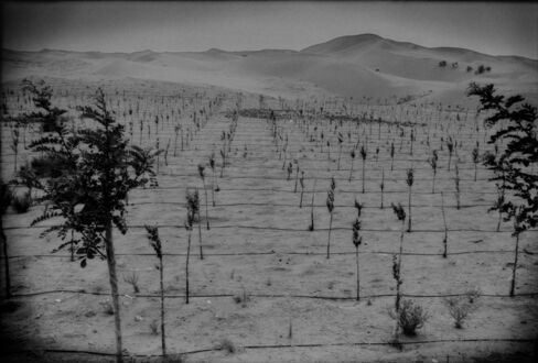 Planting more of the so-called Great Green Wall of China in the southern part of Alashan, Inner Mongolia.
