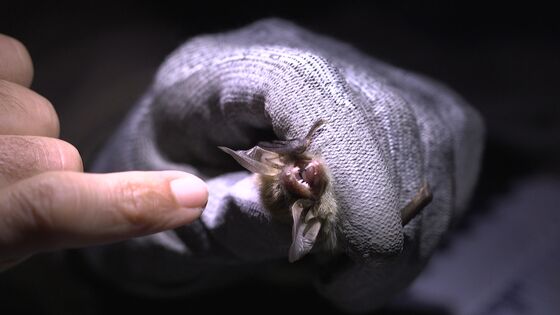 Bats Are the Newest Key to Producing a Fine Bottle of Bordeaux