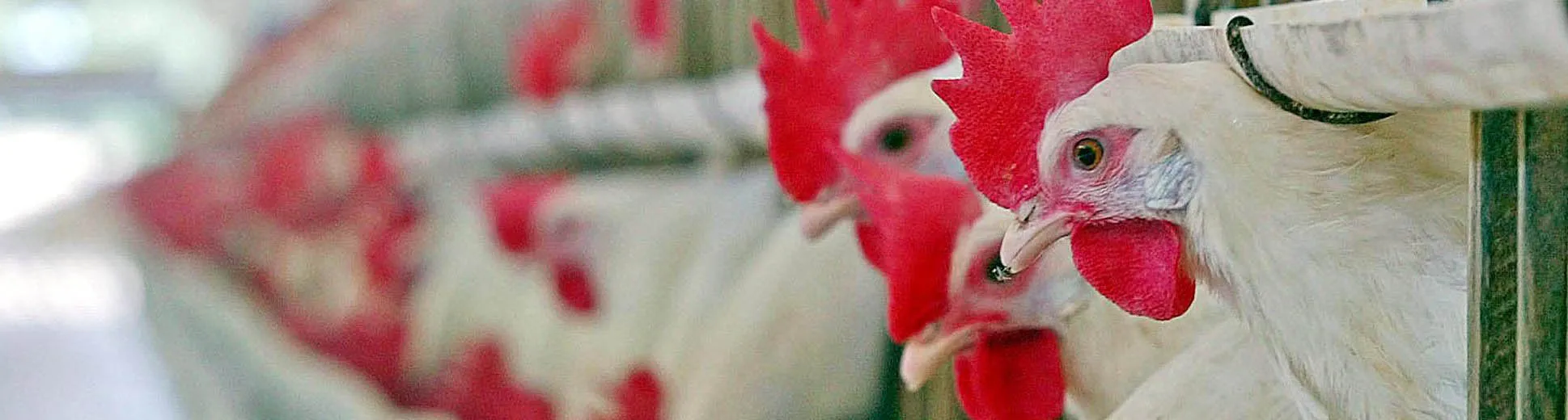 1490229152_brazil chicken lede