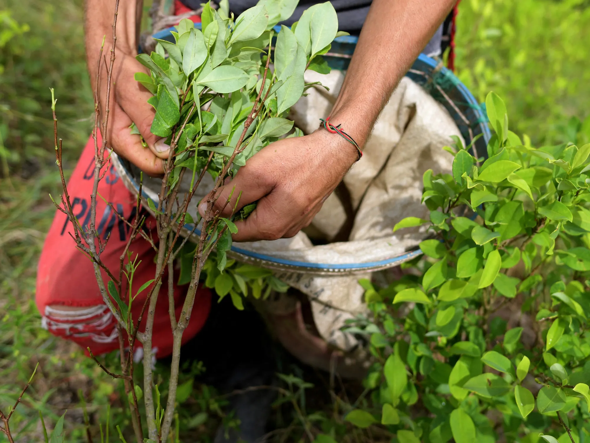 Colombia Will Destroy Illegal Cocaine Crops by Force, Petro Says - Bloomberg
