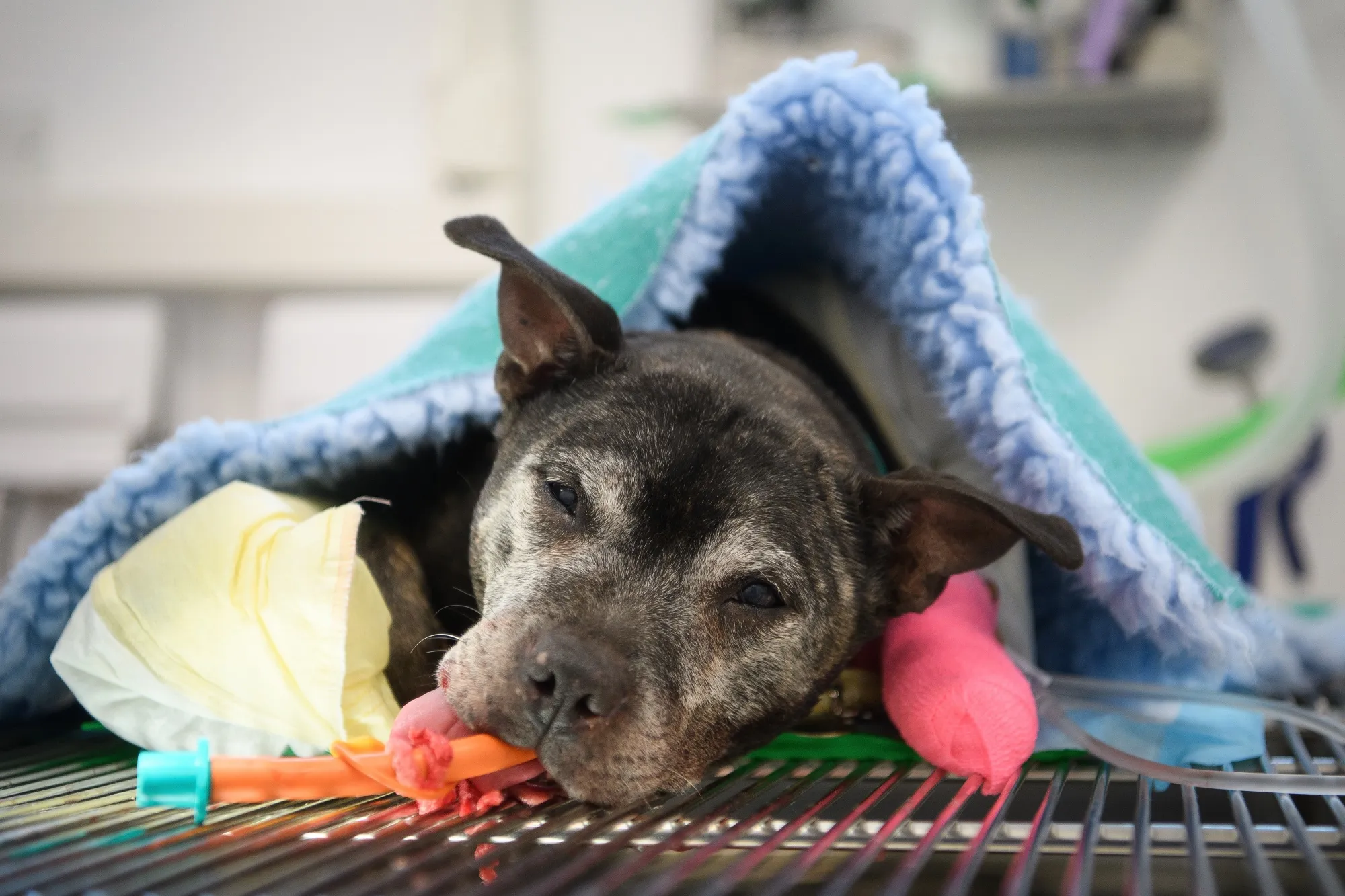 A Staffordshire Bull Terrier recovers from surgery.