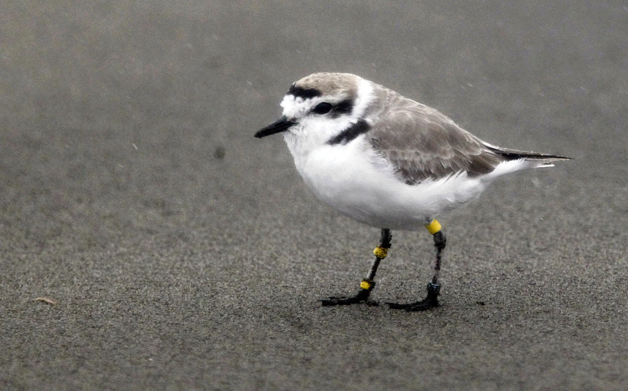 Snowy Plover