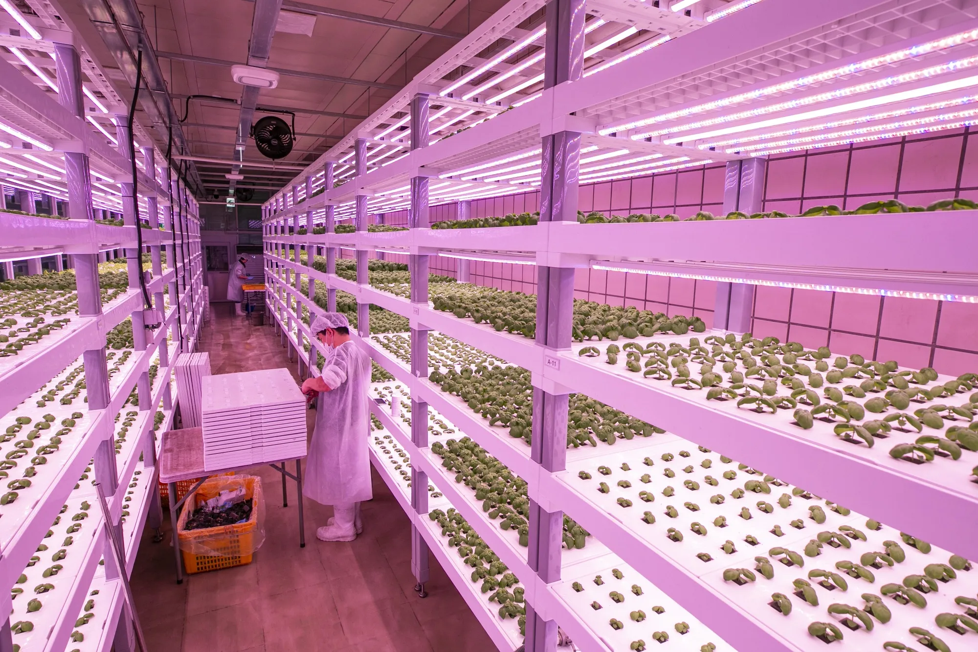 Korean Smart Farm Start-up Farm 8