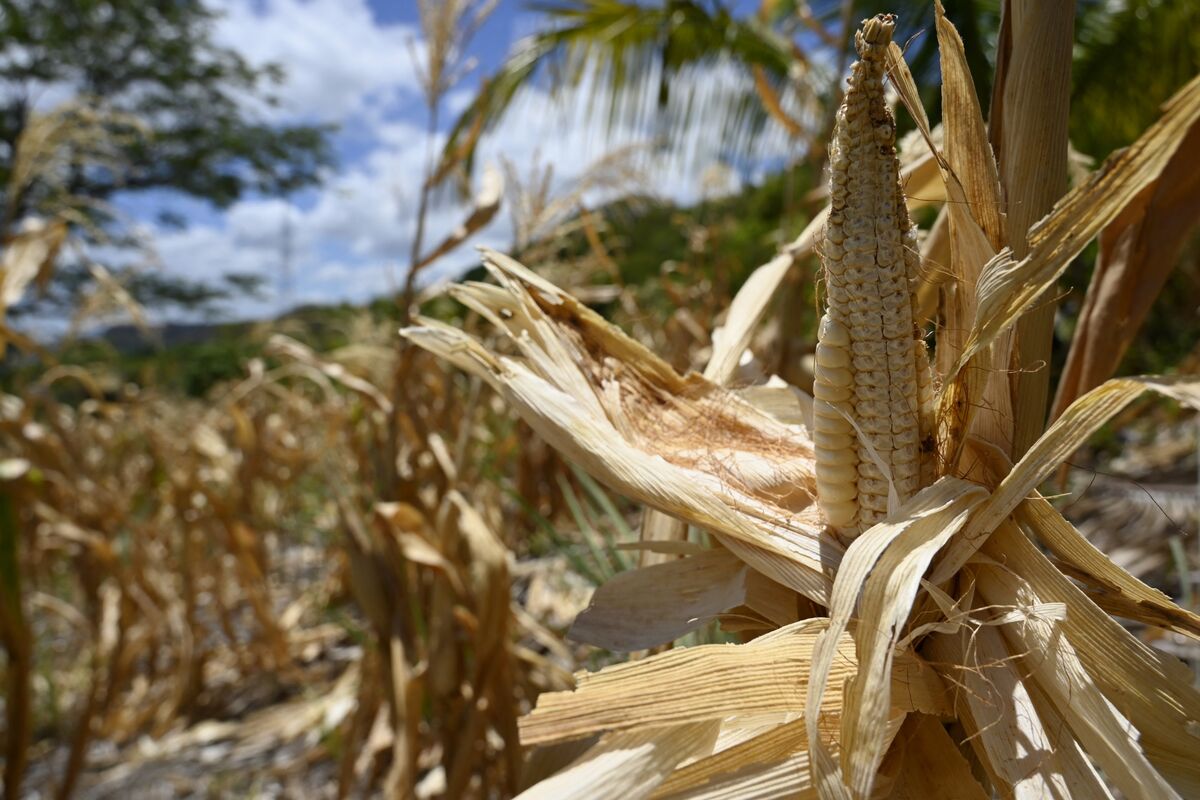 Gestores de fondos dicen que no hay dónde esconderse de El Niño