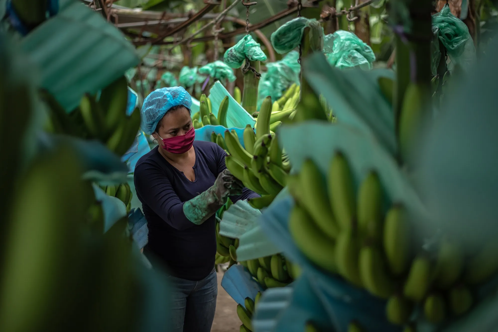 A worker wearing protective gear trims banana bunches at a plantation in Milagro, Ecuador.
