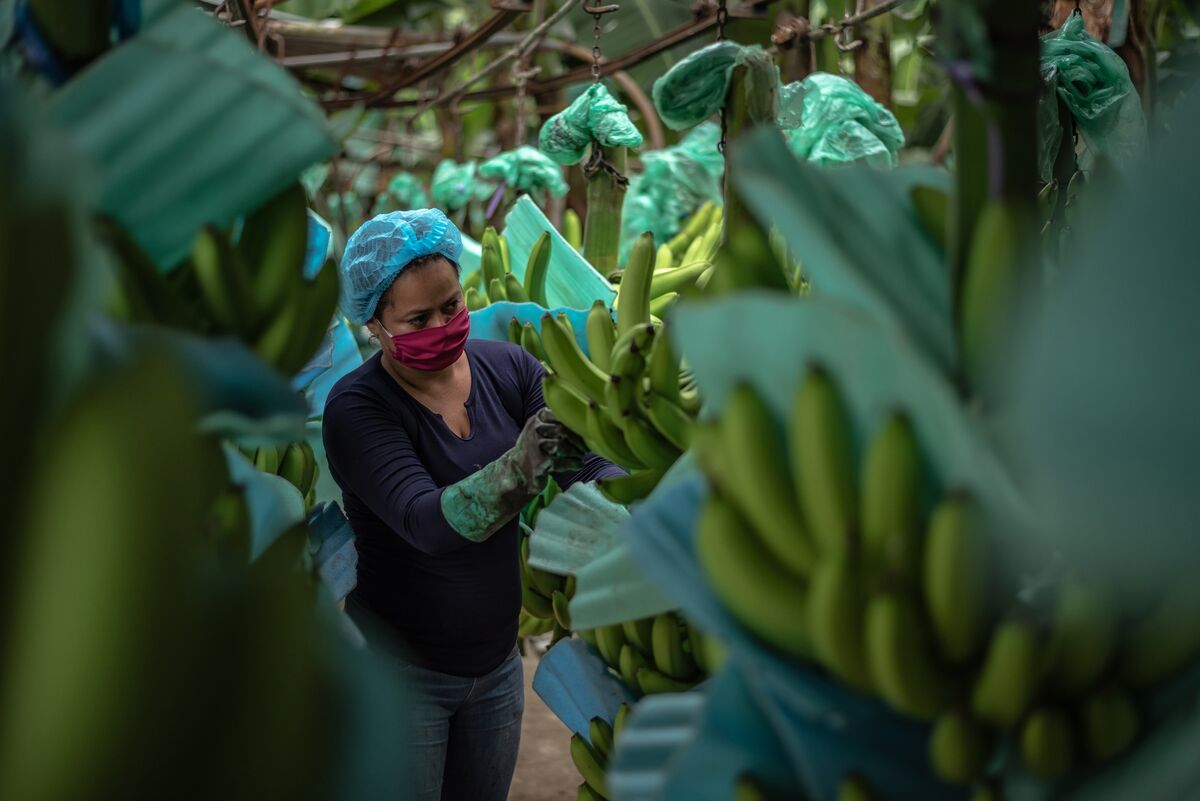 Organic Bananas Gain Appeal