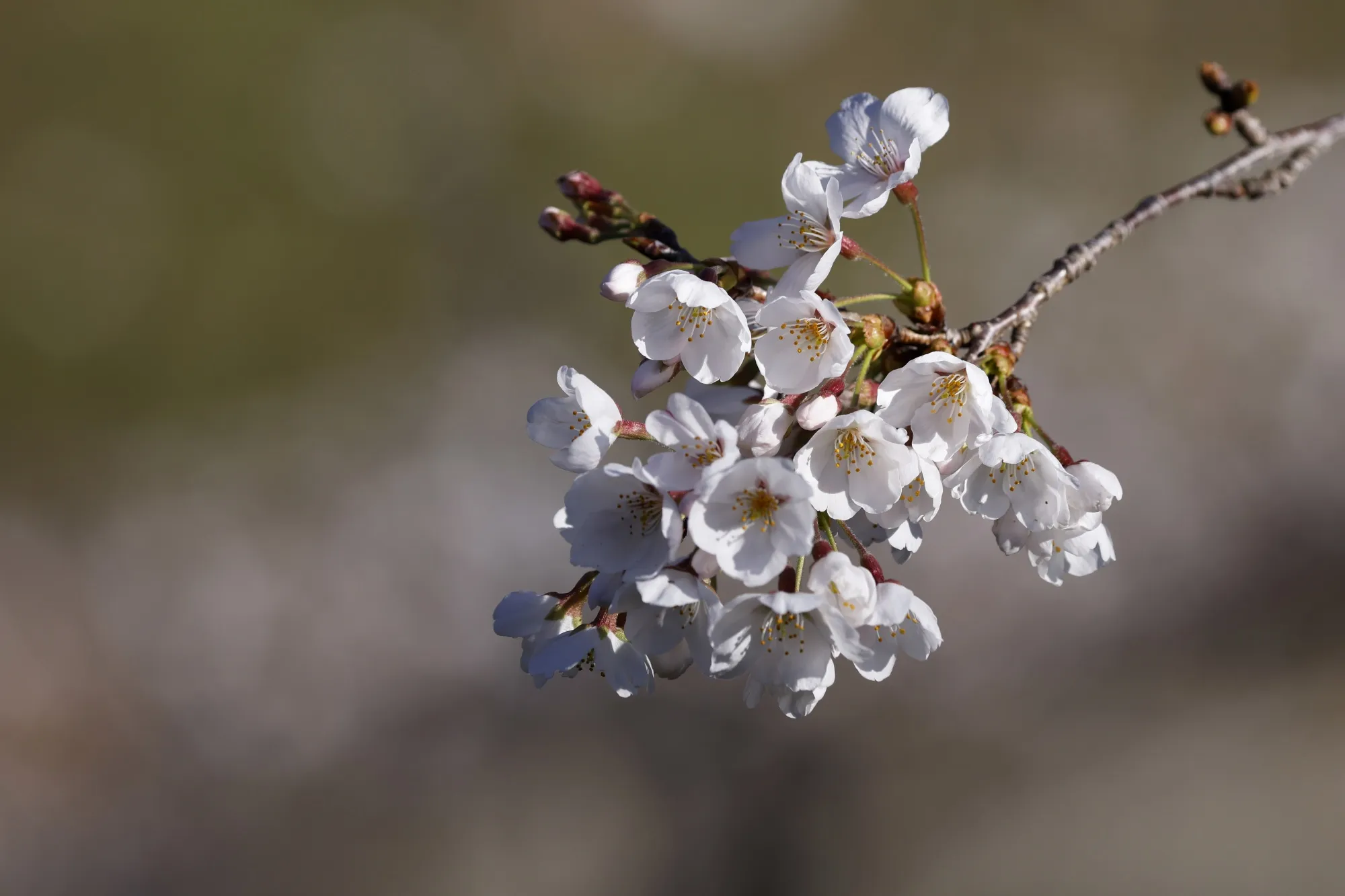 Cherry trees in bloom at Chidorigafuchi Moat.