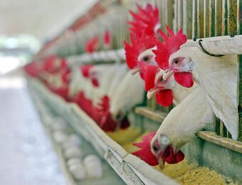 relates to Should Humans Worry About Bird Flu? Is There a H5N1 Vaccine?
