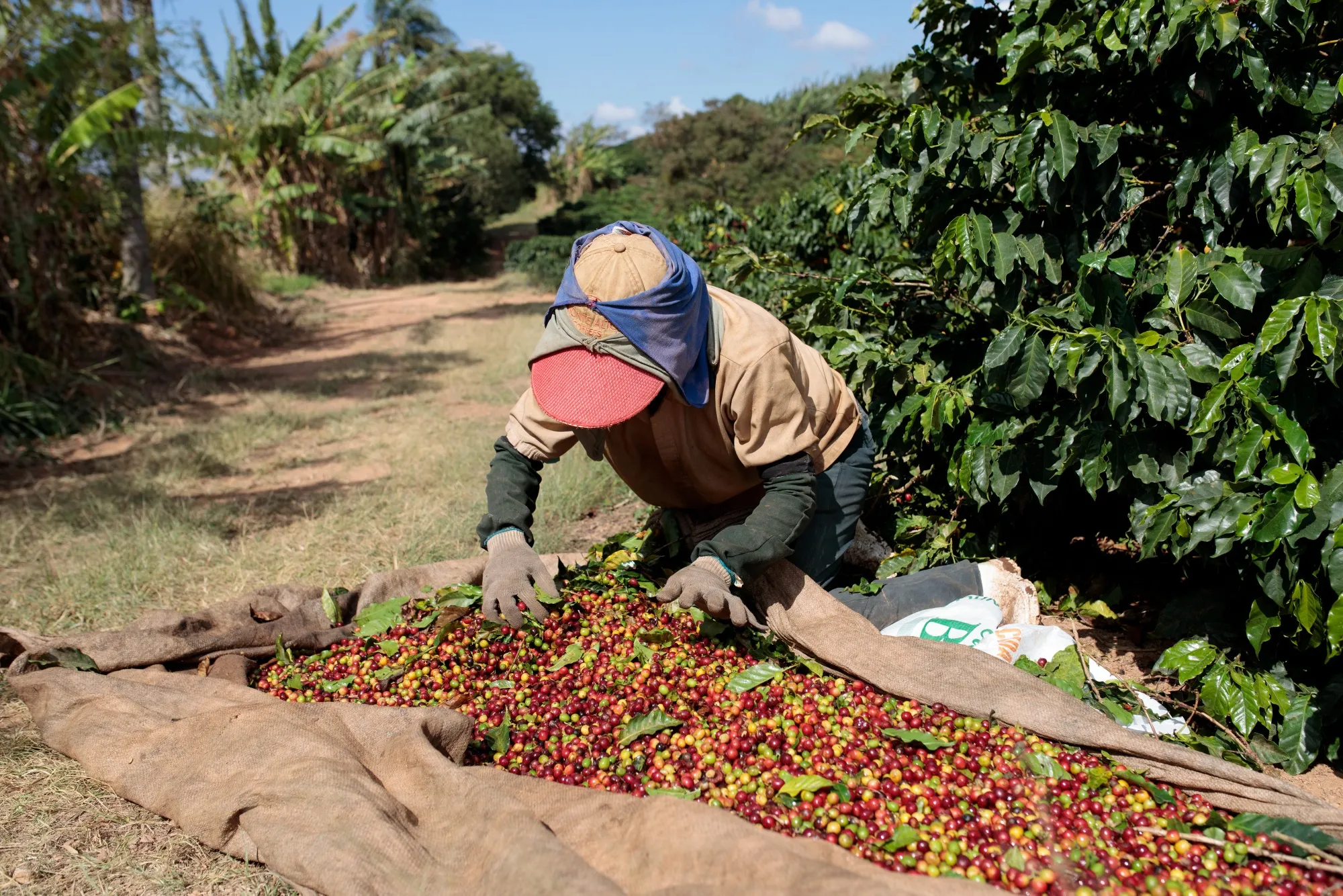 A worker separates coffee cherries during harvest on a farm in Guaxupe, Minas Gerais state, Brazil.
