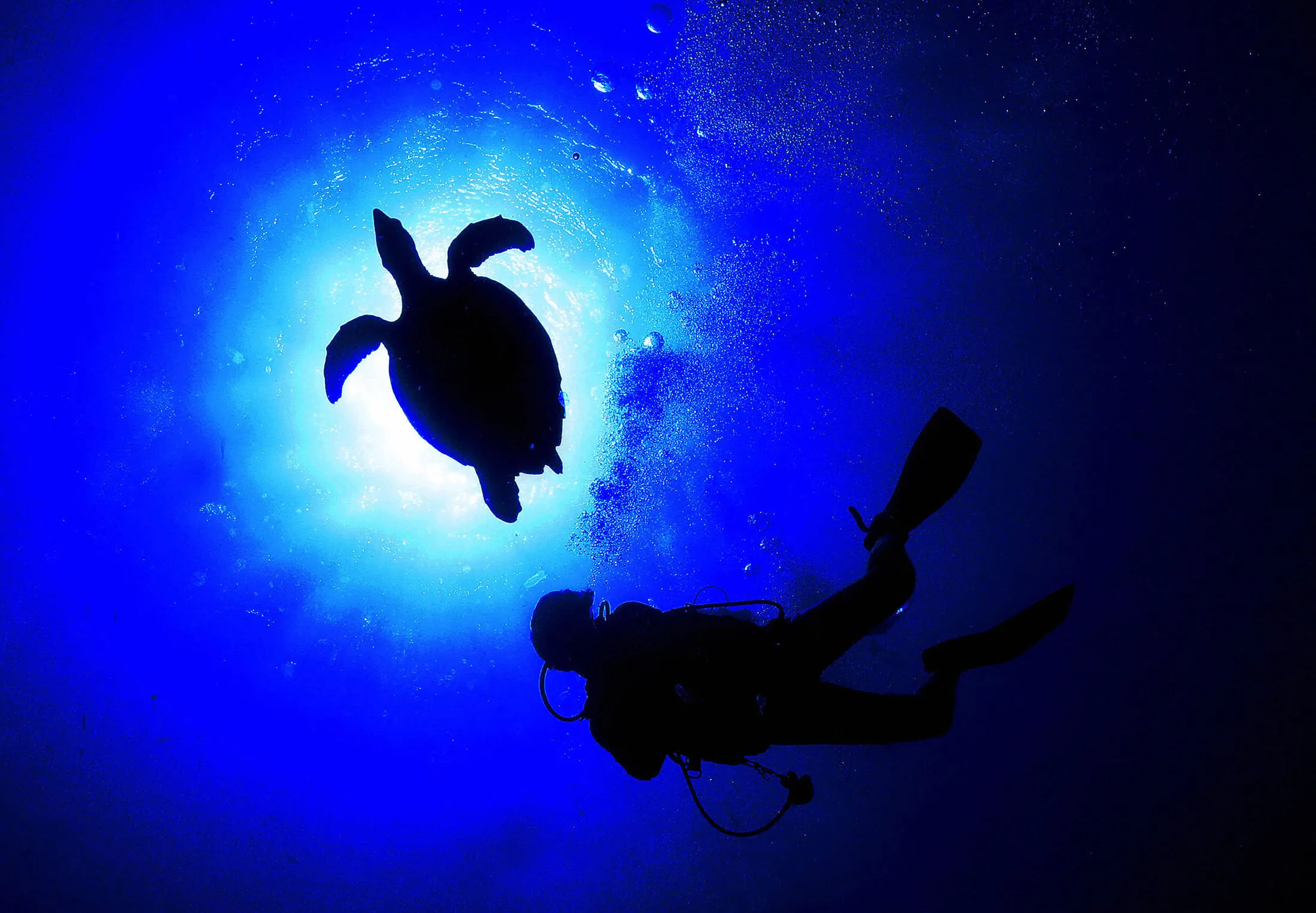1507278862_SEA_TURTLE_LEDE