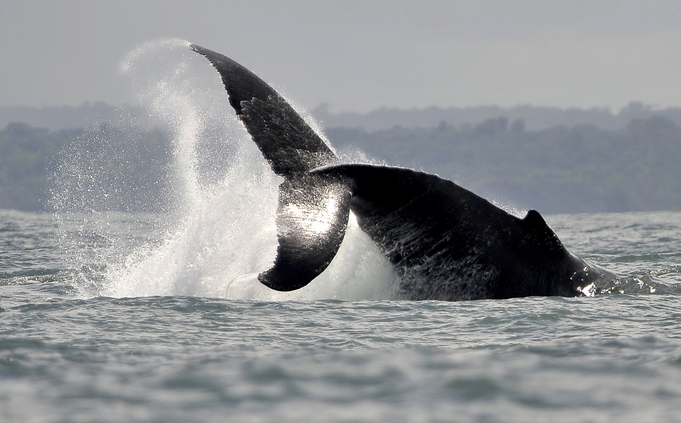 A Humpback whale jumps in the waters of the Pacific Ocean.