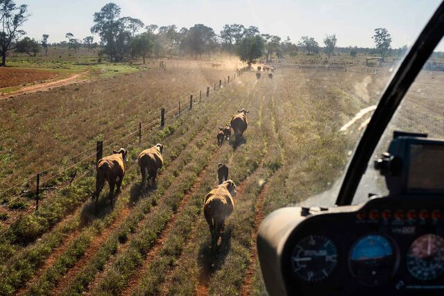 Dan Penfold, mustering cattle by helicopter. Here we several cattle being herded in one direction from the perspective of the pilot's seat.