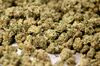 Inside The CannTrust Holdings Cannabis Production Facility Ahead Of Marijuana Legalization