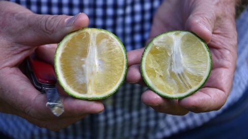 Normal orange, left, and one infected by citrus greening