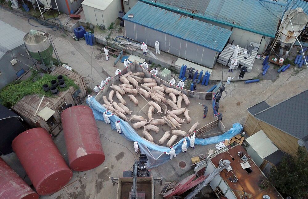 Workers wearing protective sourround pigs at a farm in Paju on Sept. 17.