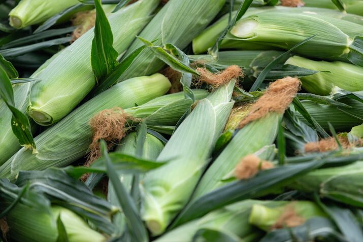 Corn Harvest In Washington