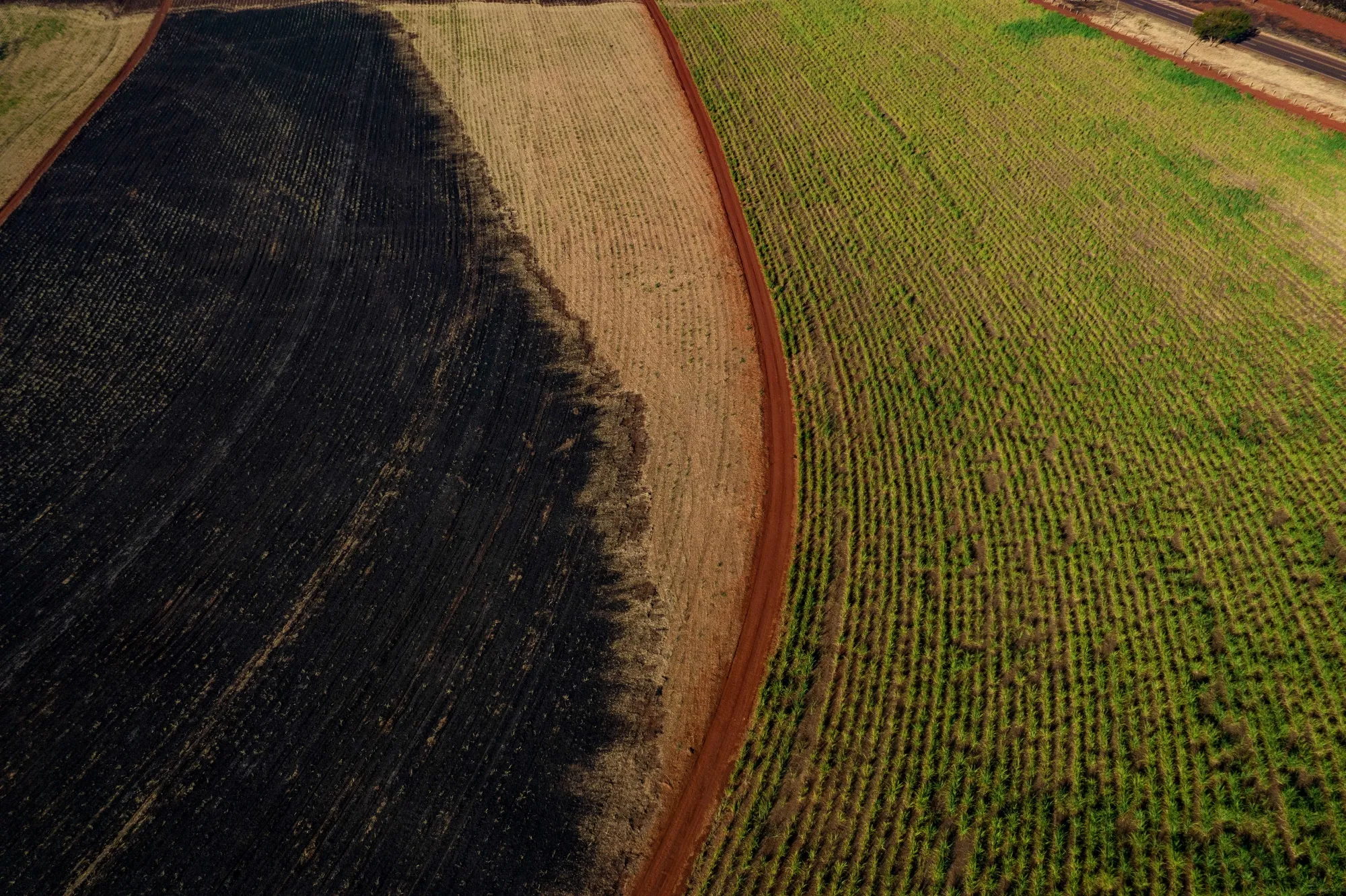 Destroyed crops at a sugarcane farm following wildfires in Brazil on Aug. 27.