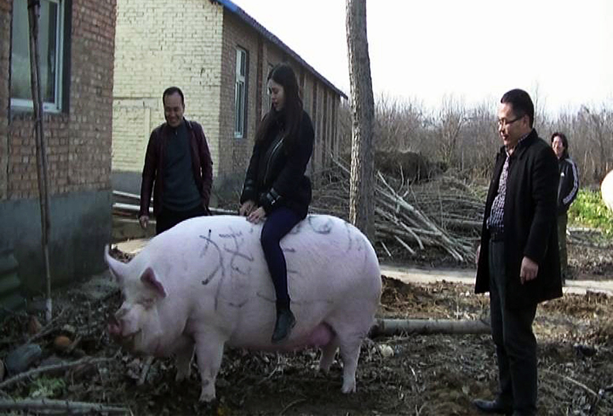 Hog News: Giant Pigs Size of Polar Being Bred in China -