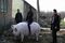 Giant 750kg pig wins contest