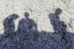 Workers cast shadows onto cotton loaded on a truck at a market in Gujarat, India.