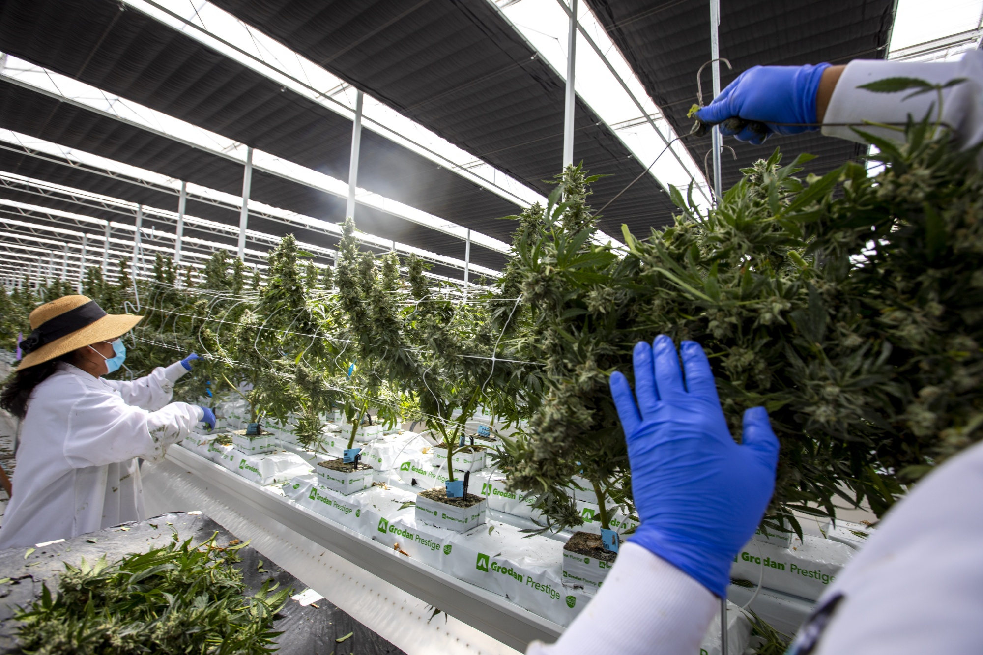 Cheap Marijuana Is a Big Problem for Cannabis Companies - Bloomberg