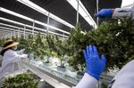 Workers harvest cannabis plants in&nbsp;California.&nbsp;