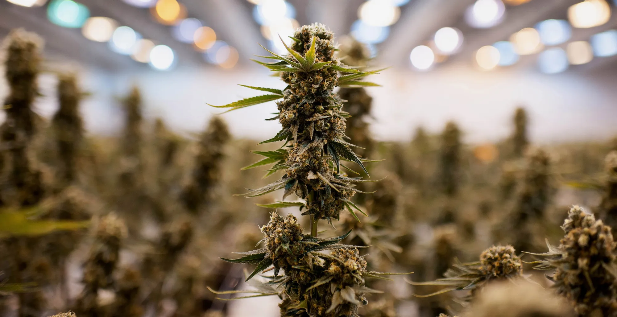 Nearly matured medical marijuana plants grow in a climate controlled growing room.