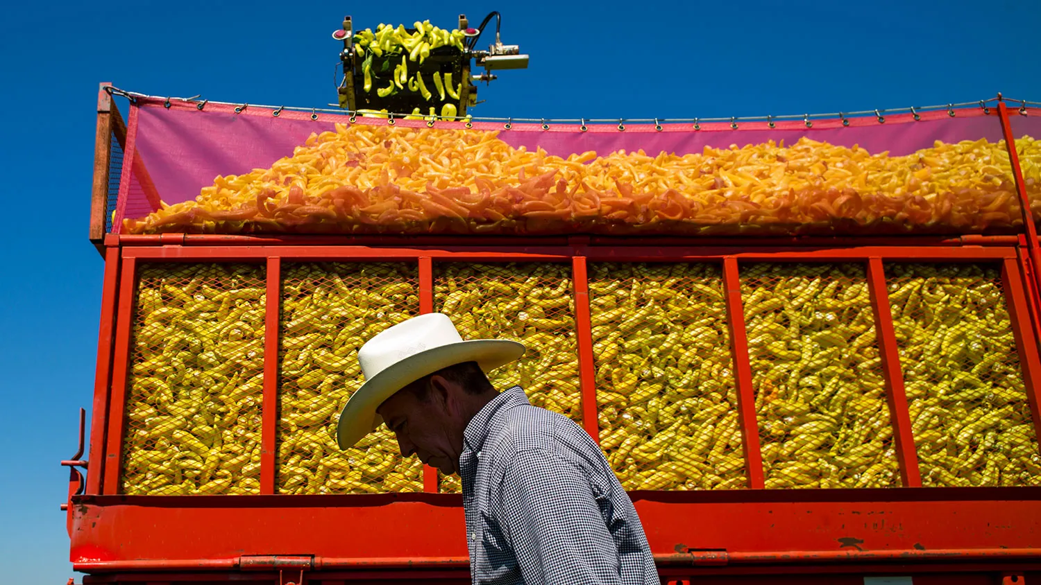 A worker walks past a truck full of harvested peppers on the Uesugi Farm in Byron, California, on July 16, 2015.
