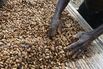 Processing and drying cocoa beans